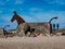 World war 2 bunkers with decoration as sea horses in blaavand a