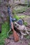 World War II Soviet Red Army Weapon. Submachine Gun PPSh