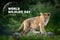 World Wildlife Day. Text  on lion cub background