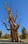 Worlds oldest trees in the White Mountains of California