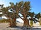 Worlds oldest trees in the White Mountains of California