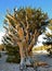 Worlds oldest trees in the White Mountains of California