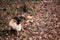 Worlds smallest sheepdog. English shepherd dog breed. Welsh corgi Pembroke tricolor walks through autumn forest and pees on bushes