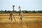 Worlds Tallest Mammal; Reticulated Giraffe