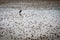 Worm Casts on a Beach at Low Tide