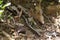 Worm centipede crawling between leaves and branches on the ground in the tropical forest in Cambodia