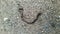 worm crawls on wet asphalt after rain video hd