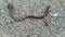 worm crawls on wet asphalt after rain video hd