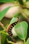 Worm is eating a green leaf to collect food.