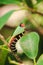 Worm is eating a green leaf to collect food.