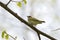 Worm-eating Warbler  700721