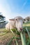 Worm eye view of Sheep eating grass with soft focus and blurred