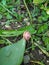 Worm Helix pomatia, the snail species