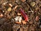 Worm is the large caterpillar. Red Mopane worms on ground. Big and long worm caterpillar insect larva from the order Lepidoptera (
