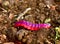 Worm is the large caterpillar. Red Mopane worms on ground. Big and long worm caterpillar insect larva from the order Lepidoptera (