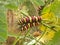 Worm larva red yellow brown colorful animal in the nature