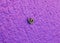 Worm leech on concrete wall purple