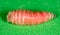 Worm of maggots on a green background