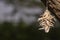 Worm nest on tree close-up