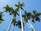 A worm\\\'s eye view of tall Betel tree