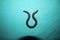 Worm snake isolated on a green background  close up of snake it looks like worm blind snake is a non venomous closeup superworm, s