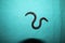 Worm snake isolated on a green background  close up of snake it looks like worm blind snake is a non venomous closeup superworm, s