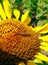 Worm on sunflower