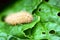 Worm on vegetable leaves