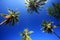 Worm view of coconut tree with blue sky at Samui Island, Thailan