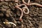 Worm on wet soil, closeup. Terrestrial invertebrates