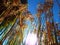 Worms eye view of dried wildflowers in direct sunlight