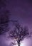 Worms eye view of the sky in a violet shade with stars and silhouettes of trees in the area