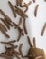 Worms found in dry dog food Kibble