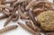 Worms found in dry dog food Kibble