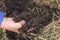 The Worms and Humus in Man`s Hand - The Flock of Dendrobena Worms above Compost with Manure and Fertilizer.