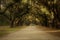 Wormsloe Plantation road through the trees near Savannah, Georgia, in the southeastern United States.