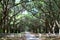 Wormsloe scenic tree lined driveway in Savannah, Ga
