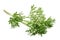 Wormwood Artemisia absinthium