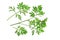 Wormwood (Artemisia absinthium)
