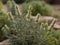 Wormwood (Artemisia absinthium) in the garden