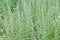 Wormwood (Artemisia absinthium L.)
