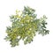 Wormwood. Artemisia absinthium. Wormwood branch, wormwood flowers and leaves.