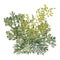 Wormwood. Artemisia absinthium. Wormwood branch, wormwood flowers and leaves.