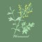 Wormwood herb.Artemisia absinthium.