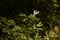 Wormwood leaves on a dark background