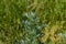 Wormwood leaves on a dark background, beautiful green wormwood for the background,