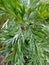 Wormwood leaves after rain.