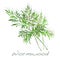 Wormwood Medical Herb. Vector.