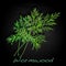 Wormwood Medical Herb. Vector.