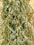 Wormwood, medicinal plant, bundle of herbs